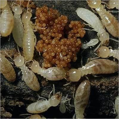 Termite Removal Service (Post-Construction Anti-Termite Treatment)